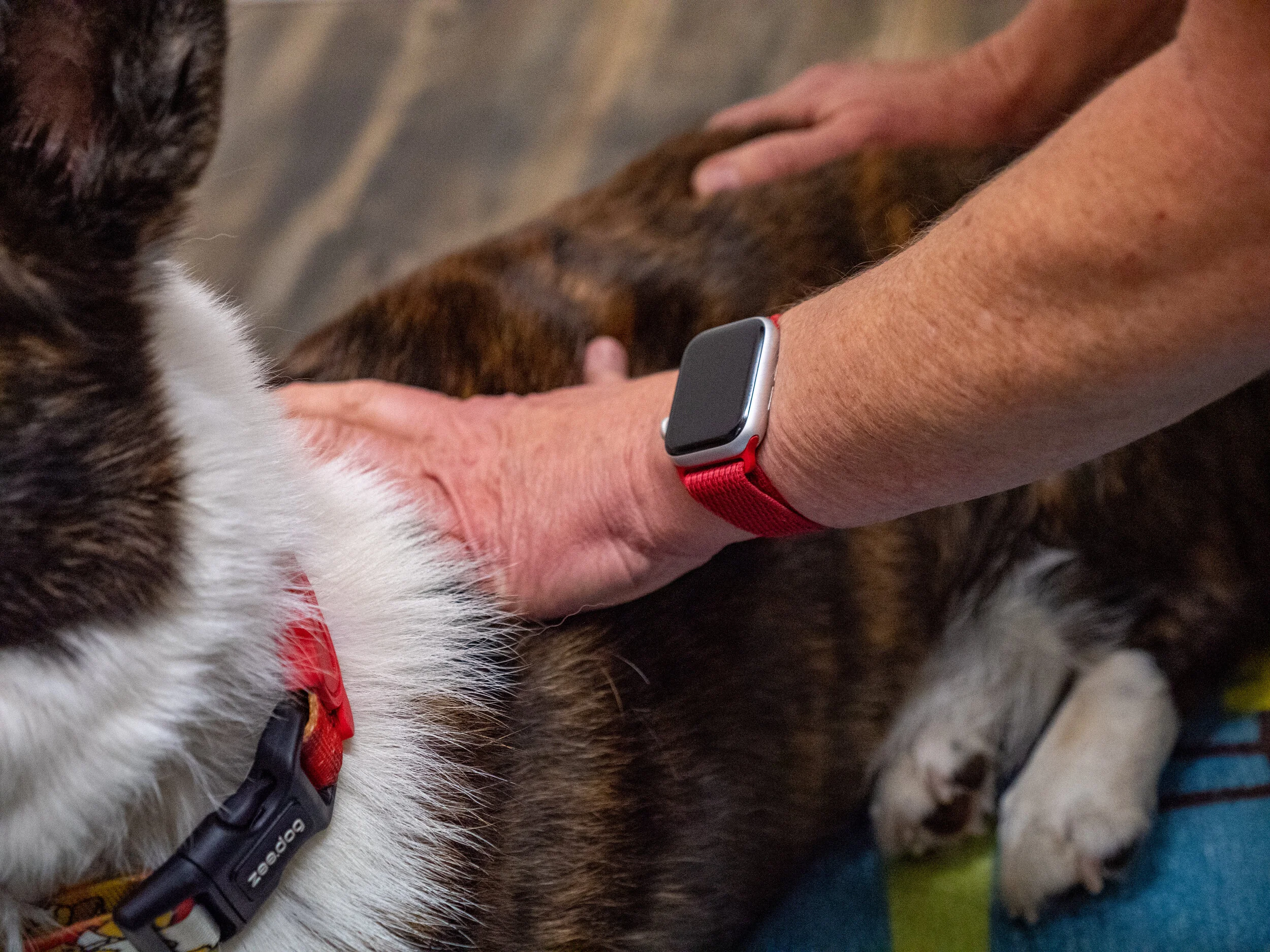 Chiropractor for Animals Near Me Expert Animal Care and Treatment